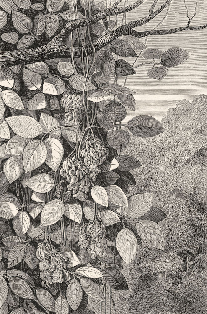MEXICO. Tropical Climbers(Erythrina splendens) c1880 old antique print picture